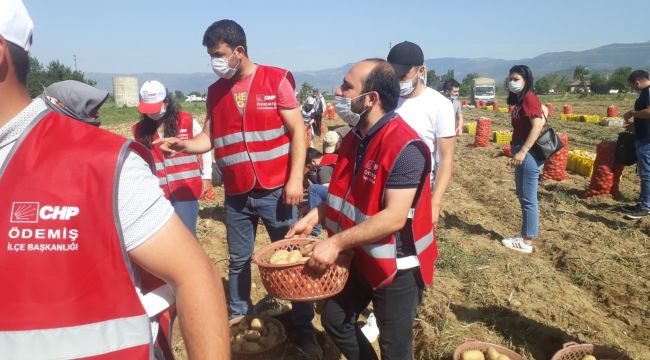 CHP'li Gençler patates hasadına gitti, çiftçiye destek oldu