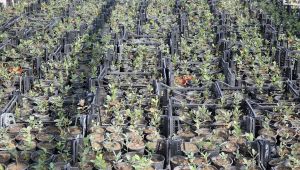  İzmir’in meşe ormanları yeniden yeşeriyor