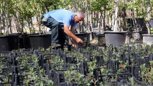 İzmir’in meşe ormanları yeniden yeşeriyor