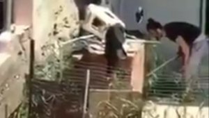 İzmir'de tepki çeken görüntü! Köpeğe sert bir çubuk ile defalarca şiddet uyguladı!