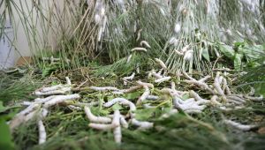 Menderes'te kadın üreticilere büyük destek!