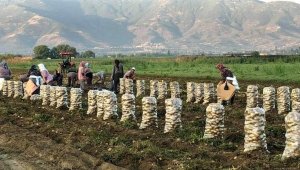 Patates tarlada 1 liranın altına düştü