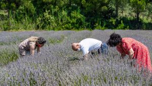 Başkan Tunç Soyer Seferihisar’daki ilk lavanta hasadına katıldı