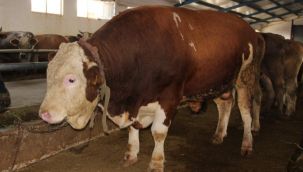 Bilim Kurulundan kurbanlık açıklaması