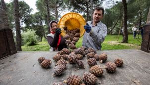 Büyükşehir fıstık çamı için yeniden kolları sıvadı!