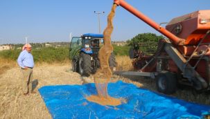 Çeşme’de ‘karakılçık buğdayı’ hasadı başladı