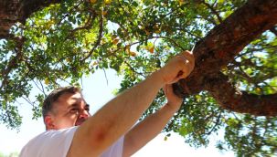 Çeşme'den sakız üretiminde önemli atak! Başkan Oran; 