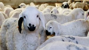 Covid-19 kurbanlık satışlarınıda etkiledi!