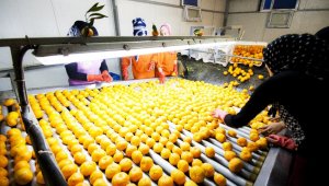 Ege Bölgesi narenciyede 434 bin 116 ton rekolte bekliyor