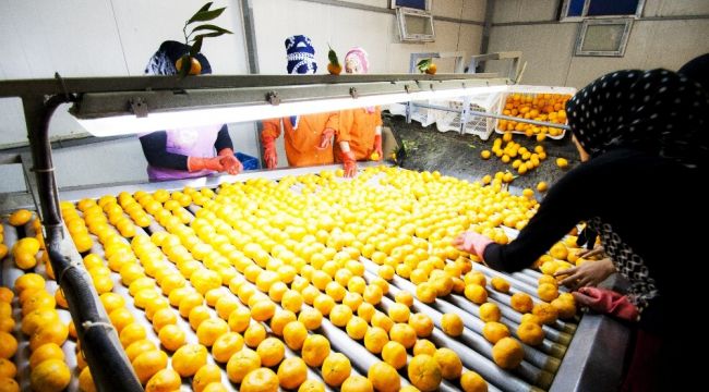 Ege Bölgesi narenciyede 434 bin 116 ton rekolte bekliyor