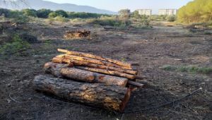 Ege Üniversitesi’nde ağaç katliamı!