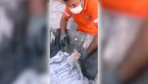 Gaziemir Belediyesi çalışanı yavru kedinin hayatını kurtardı!