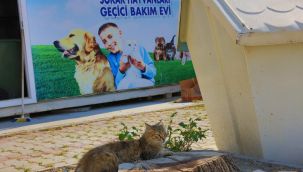 Güzelbahçe'de can dost whatsapp hattı hizmette!