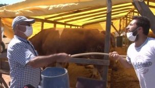 Hayvan pazarlarında sosyal mesafeli pazarlıklar başladı!