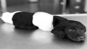 Hayvanlara şiddet olaylarında dehşete düşüren sayı!