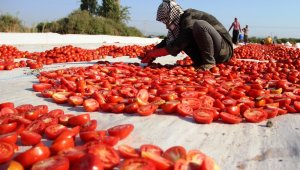 İtalya'nın pizzasına, ABD'nin hamburgerine Torbalı domatesi!