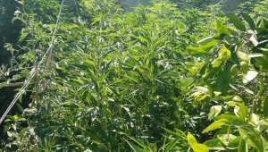 İzmir'de 254 kök Hint keneviri ile ruhsatsız silah ele geçirildi