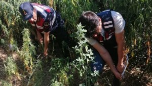 İzmir'de jandarmadan uyuşturucuya bir darbe daha