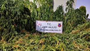 İzmir'de ormanlık alanda uyuşturucu operasyonu!