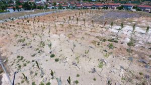 Menderes Bulgurca’ya Yeni Orman Alanı