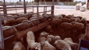 Ödemiş’te kurban satış ve kesim yerleri belirlendi!