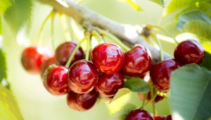 Pandemi'de taze meyve sebze ihracatçılarından rekor!