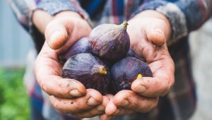 Siyah incir ihracatı 30 Temmuz'da başlıyor!