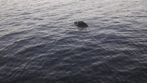 Urla sahiline ölü Caretta Caretta vurdu