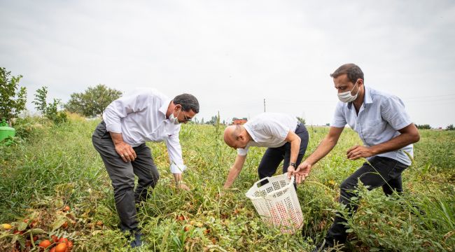 Başkan Soyer domates hasadı yaptı, müjdeyi verdi: 2 tesis birden geliyor