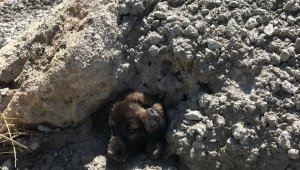 Beton altında sıkışan yavru köpeğe yardım eli