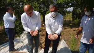 Beydağ Ovacık Yaylası’nda Barbunya Hasadı