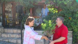 Çeşme Beledyesi Ildırı'yı begonvil ile donatılıyor!