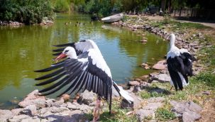 İzmir'de tedavi edilen leylekler doğaya bırakıldı