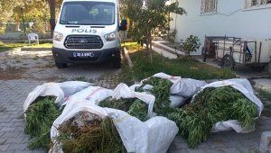 İzmir'de pamuk tarlasında 400 kök Hint keneviri ele geçirildi