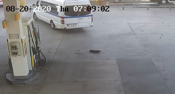 İzmir'de yavru köpeği ezerek öldüren sürücü gözaltına alındı