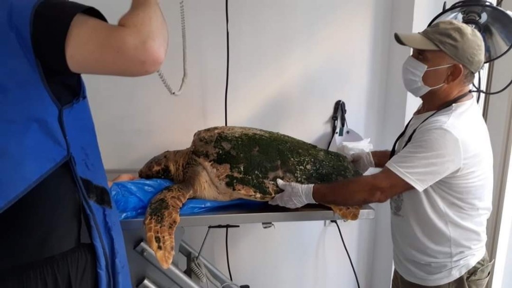 Karaya vuran caretta caretta tedavi altına alındı, kurtaranların ismi verildi