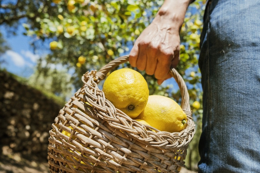 Limon ihracatında ön izin şartı kaldırıldı