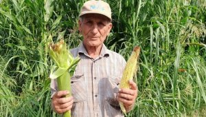 Ödemiş'te ikinci ürün 'mısır' toprakla buluşuyor
