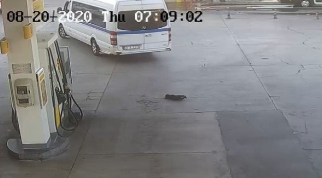 Yavru köpeği göz göre göre ezen sürücü: