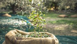 Ambalajlı zeytin ve zeytinyağı ihracatını artırmak için tarımsal destek talebi