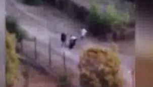 Babası ve kızı bir olup sokak hayvanlarını besleyen kadını darp ettiler