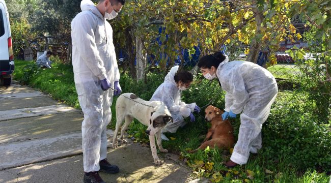 Bornova, pandemide de can dostlarına kucak açıyor