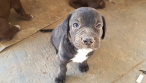 Boru içine sıkışan yavru köpek kurtarıldı