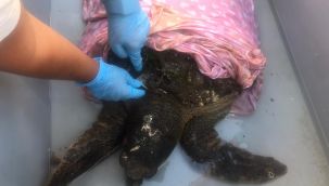İzmir'de yaralı halde bulunan caretta caretta tedavi altına alındı