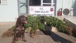 İzmir'de jandarma ekipleri'nden narkotik köpek timiyle uyuşturucu operasyonu