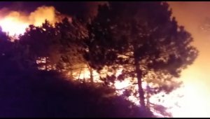 İzmir'deki orman yangını sonrası ağır bilanço: Onlarca hektar ormanlık alan küle döndü