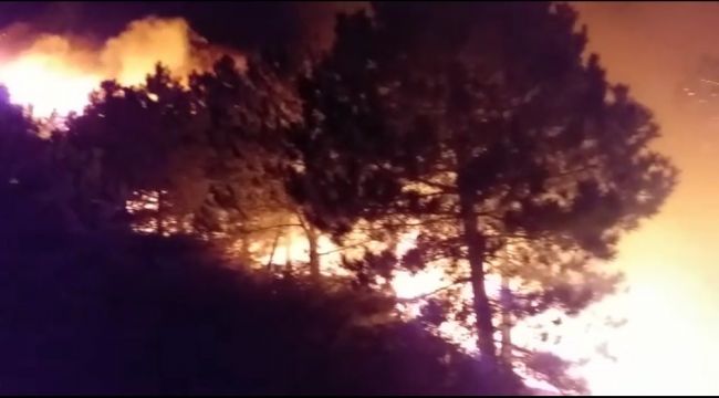 İzmir'deki orman yangını sonrası ağır bilanço: Onlarca hektar ormanlık alan küle döndü
