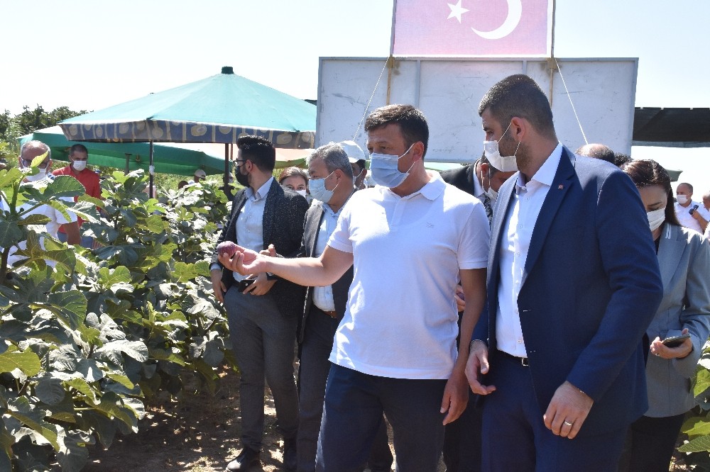 İzmirli çiftçi, Türkiye'de ilk kez "Sık Dikim" ve "Telli Terbiye" ile incir yetiştirdi