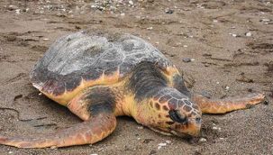 Sahile vurmuş 351 caretta caretta ölü halde bulundu