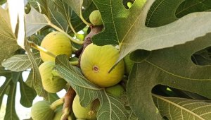 Sıcaklıklar İzmir incirinin rekolte ve kalitesini etkiledi